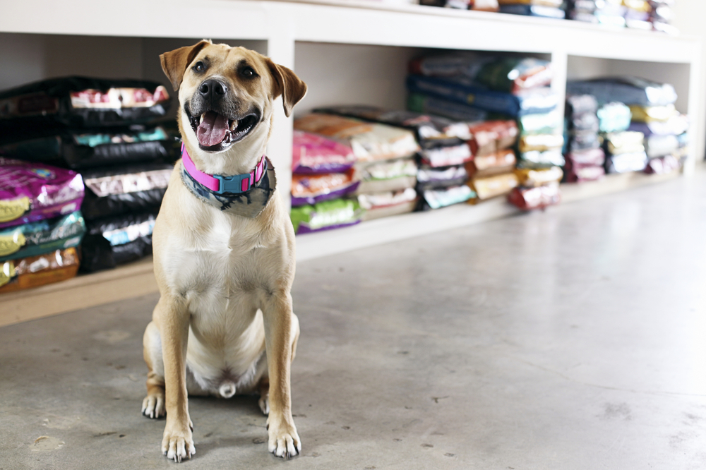 The 3 Plugins for Small Business that Every Pet Store Needs
